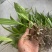 紫花三叉大白芨白芨种苗四川货接受预定
