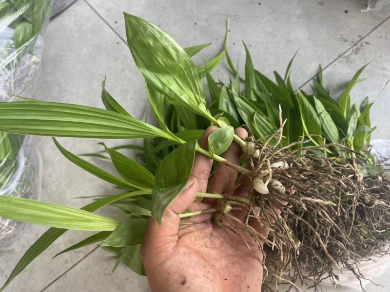 紫花三叉大白芨白芨种苗四川货接受预定