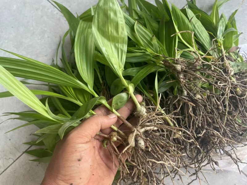 紫花三叉大白芨白芨种苗四川货接受预定