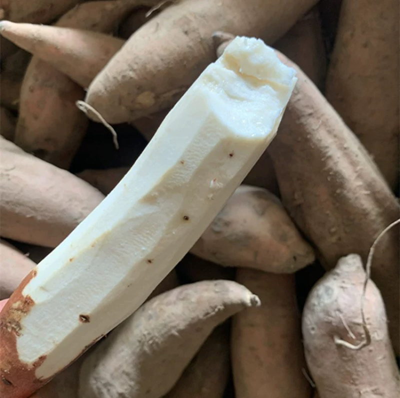山东哈蜜冰糖薯新鲜白心蜜薯糖心红薯超甜沙地白薯粉糯