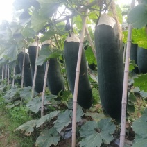 黑皮吊冬瓜大量上市农家自种基地直发品质保证价格优惠