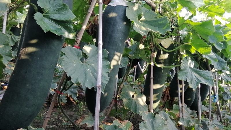 黑皮吊冬瓜大量上市农家自种基地直发品质保证价格优惠