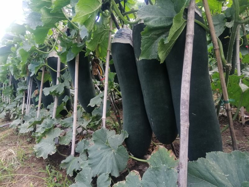 黑皮吊冬瓜大量上市农家自种基地直发品质保证价格优惠