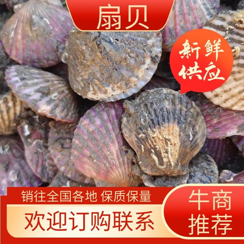 扇贝精品港湾贝小红贝扇贝一手货源产地直供欢迎来电