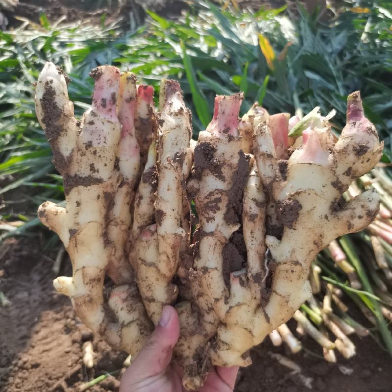 新鲜仔姜红芽姜鲜姜一件代发