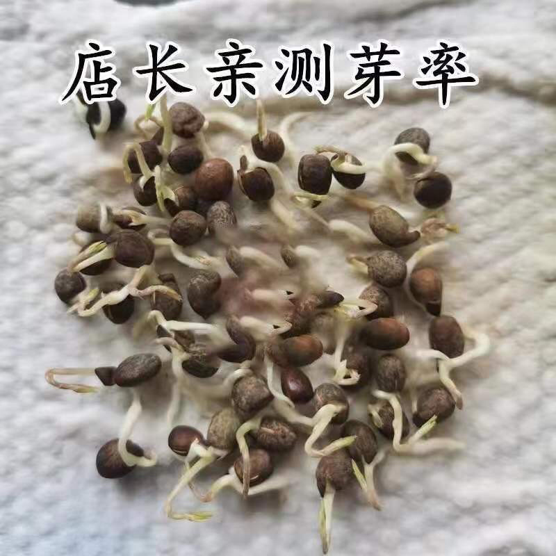 果园绿肥种子光叶紫花苕种子毛苕种子蜜源植物种子