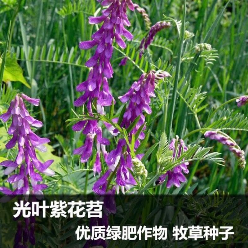 果园绿肥种子光叶紫花苕种子毛苕种子蜜源植物种子