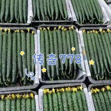 传奇778黄瓜油亮型黄瓜