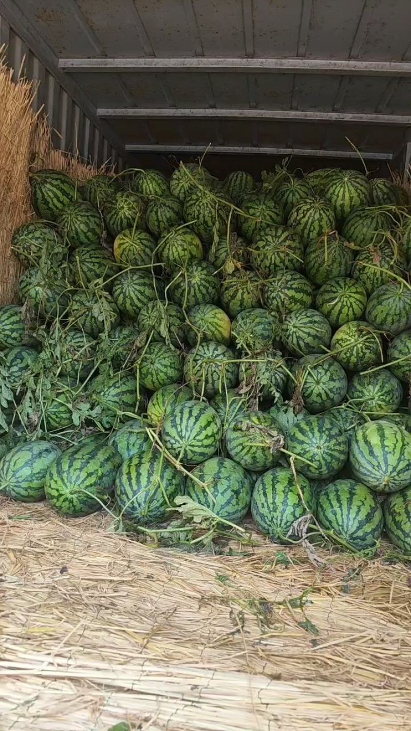 夏邑县冠龙西瓜正在热卖中，大量接单，可代收代发全国各地，