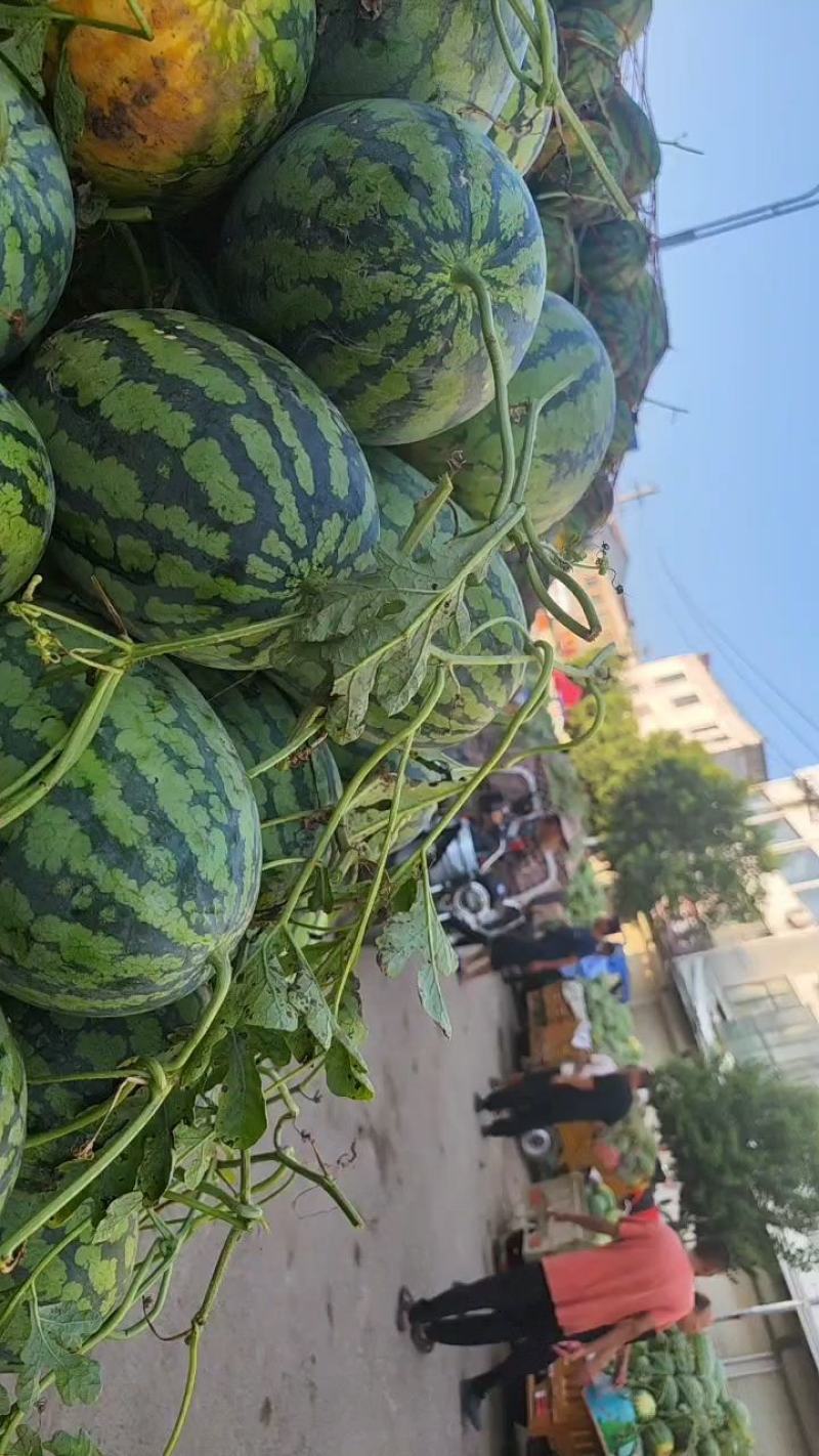 夏邑县冠龙西瓜正在热卖中，大量接单，可代收代发全国各地，