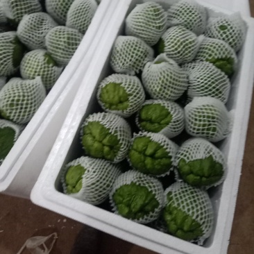 佛手瓜云南产地一手货源质量好，价格优货源充足电联
