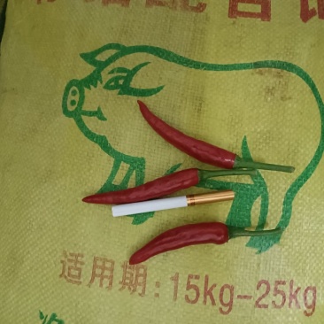 朝天辣椒