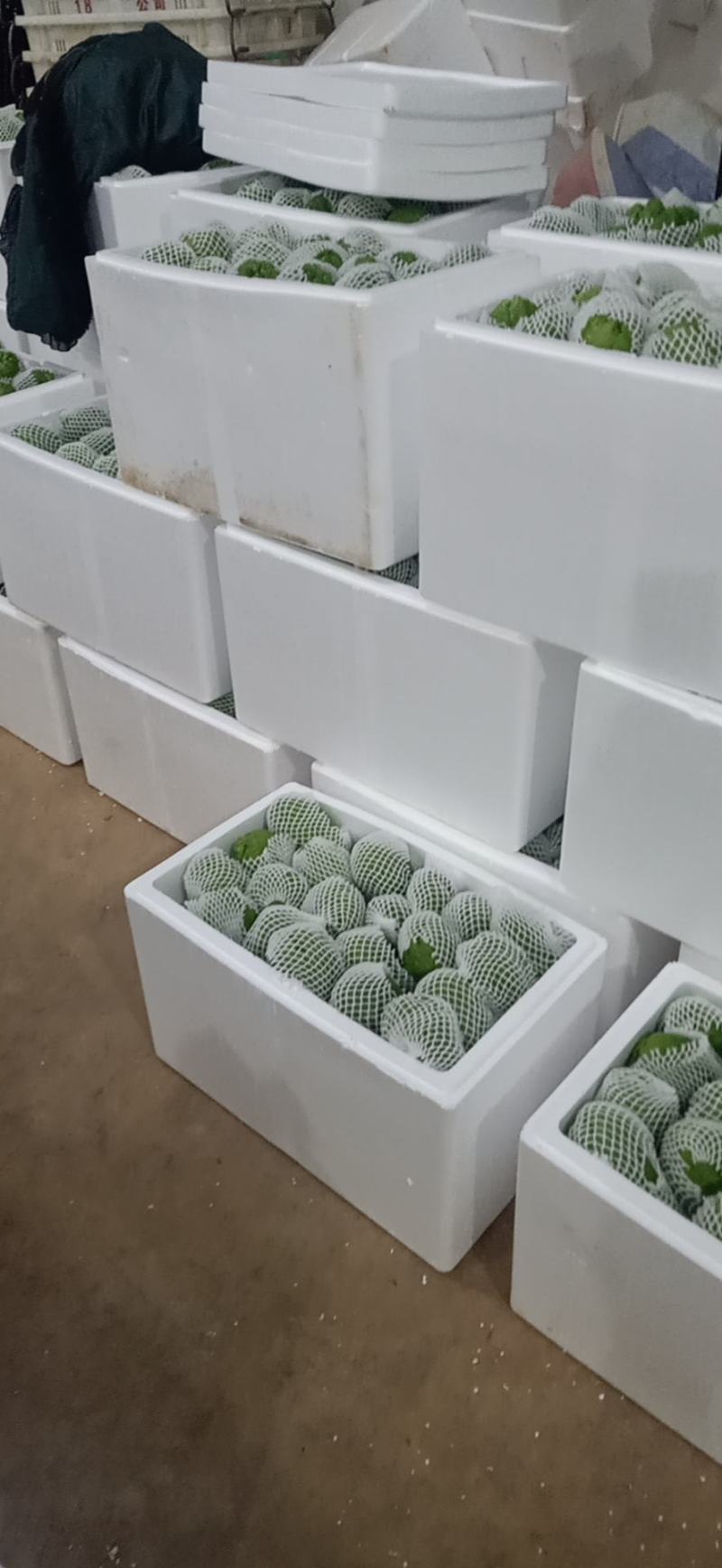 佛手瓜云南产地一手货源质量好，价格优货源充足电联