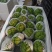 佛手瓜云南产地一手货源质量好，价格优货源充足电联