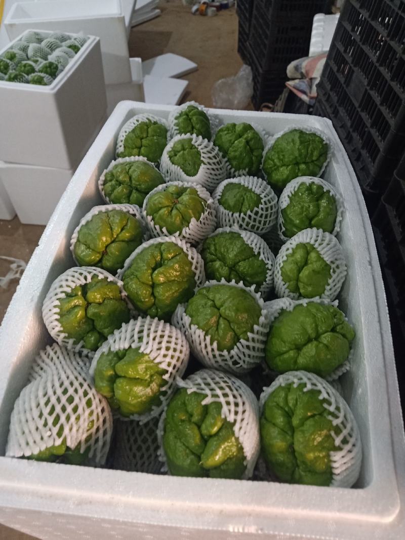 佛手瓜云南产地一手货源质量好，价格优货源充足电联