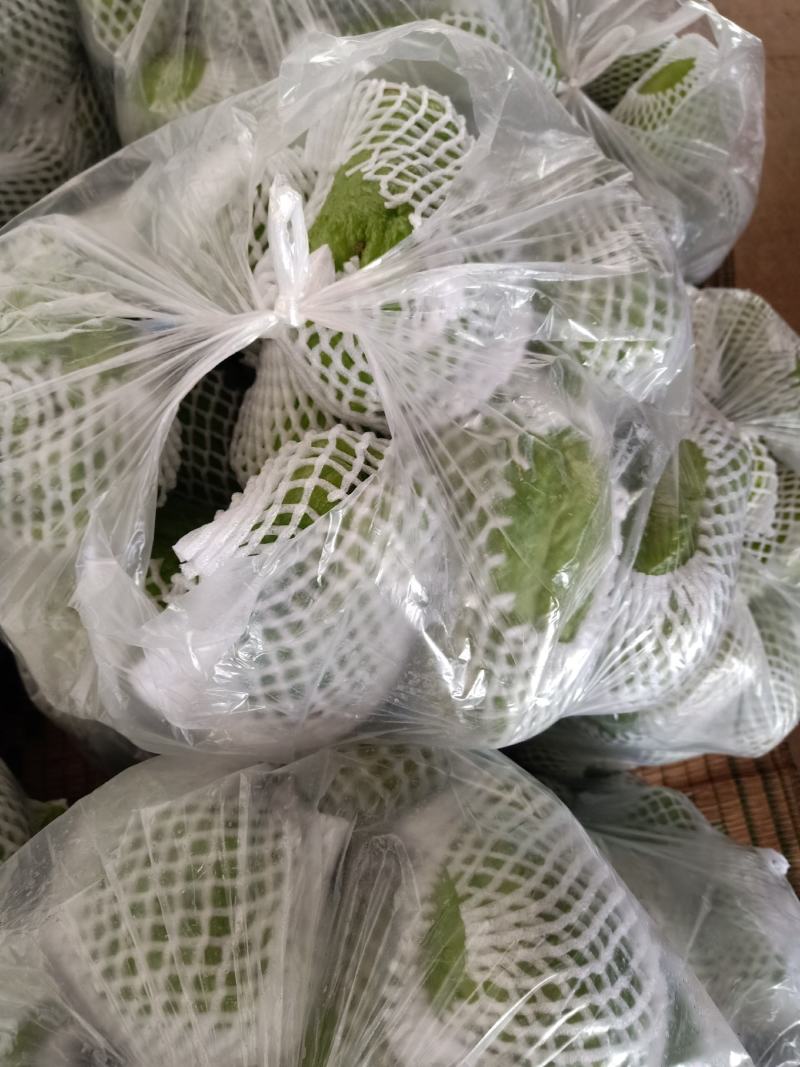佛手瓜云南产地一手货源质量好，价格优货源充足电联