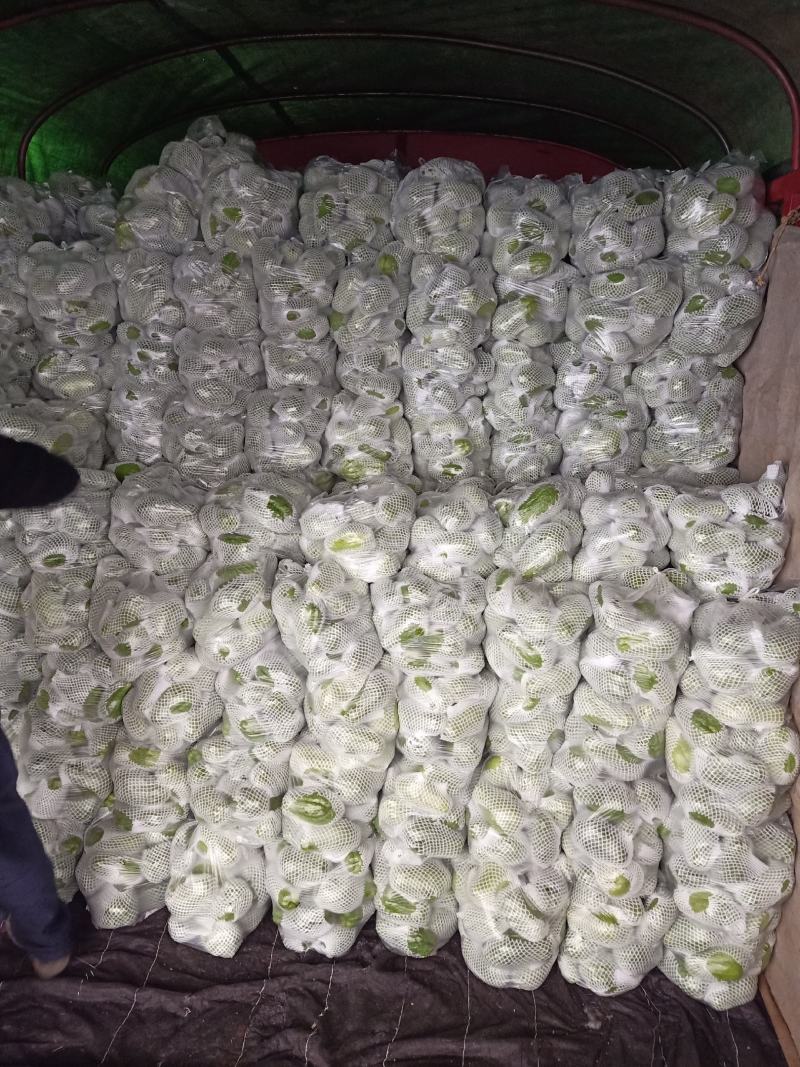 佛手瓜云南产地一手货源质量好，价格优货源充足电联