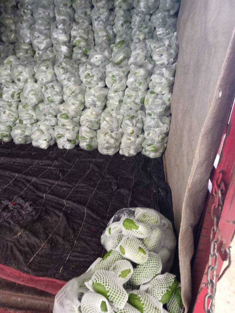 佛手瓜云南产地一手货源质量好，价格优货源充足电联