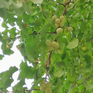 新鲜银杏果