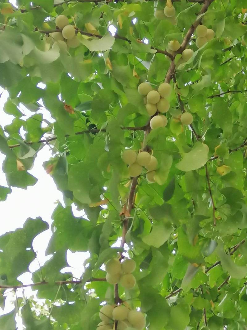 新鲜银杏果