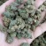 夏天无包邮水洗货伏地延胡索一粒金丹落水珠一手货源产地直发