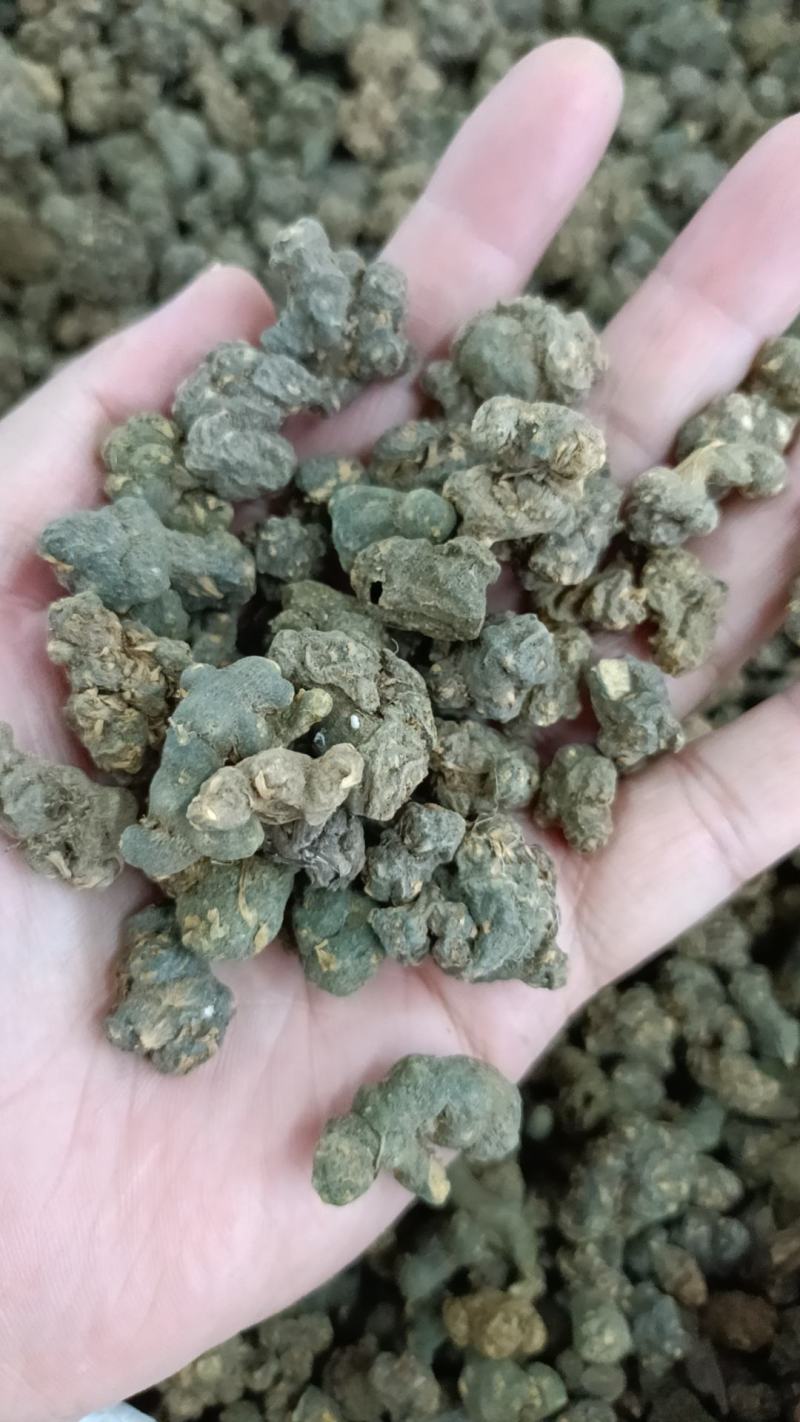 夏天无包邮水洗货伏地延胡索一粒金丹落水珠一手货源产地直发