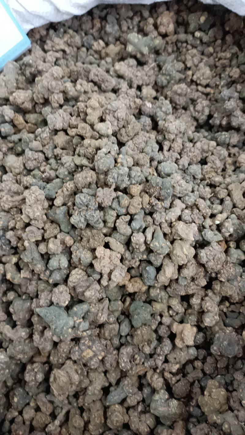 夏天无包邮水洗货伏地延胡索一粒金丹落水珠一手货源产地直发