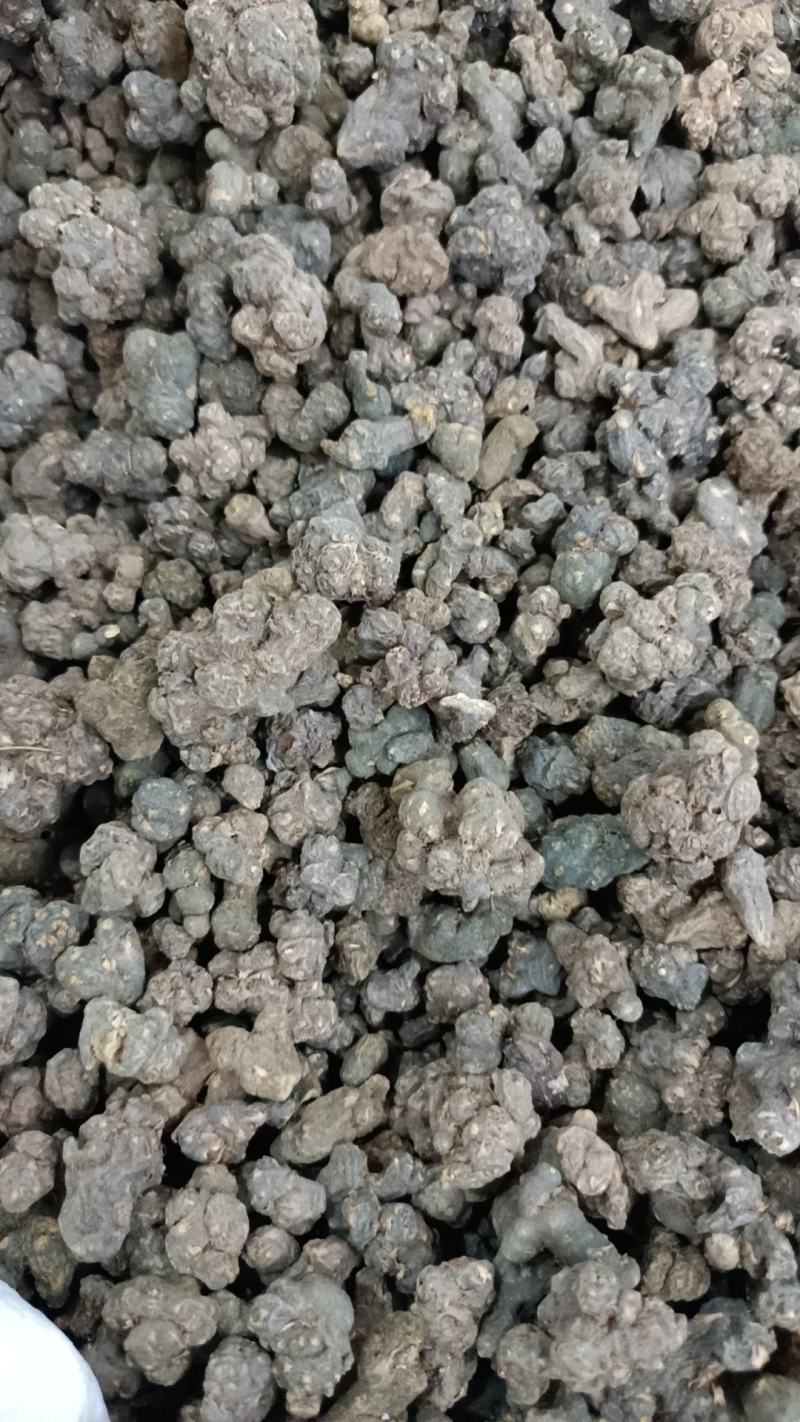 夏天无包邮水洗货伏地延胡索一粒金丹落水珠一手货源产地直发