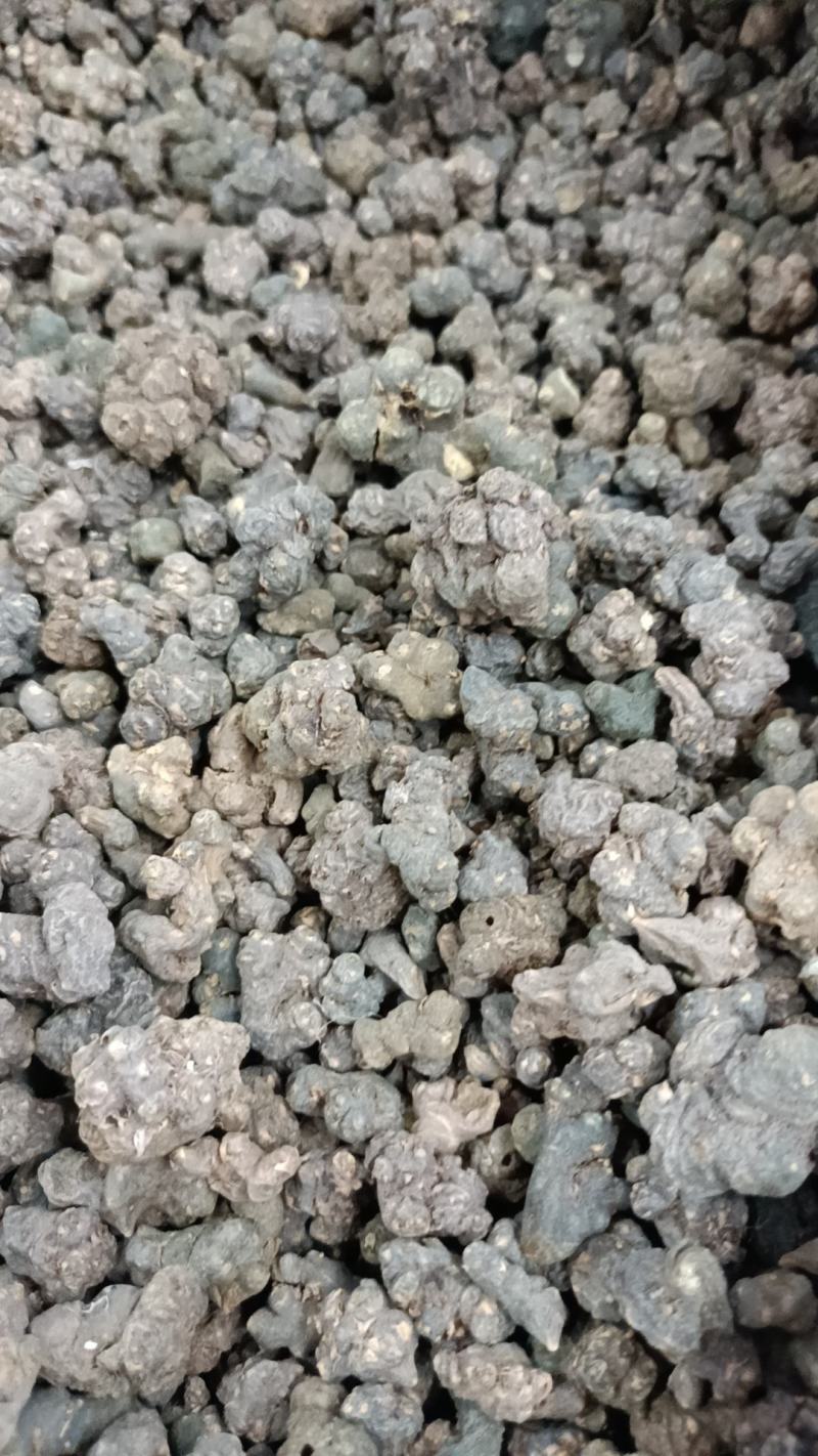 夏天无包邮水洗货伏地延胡索一粒金丹落水珠一手货源产地直发