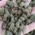 夏天无包邮水洗货伏地延胡索一粒金丹落水珠一手货源产地直发