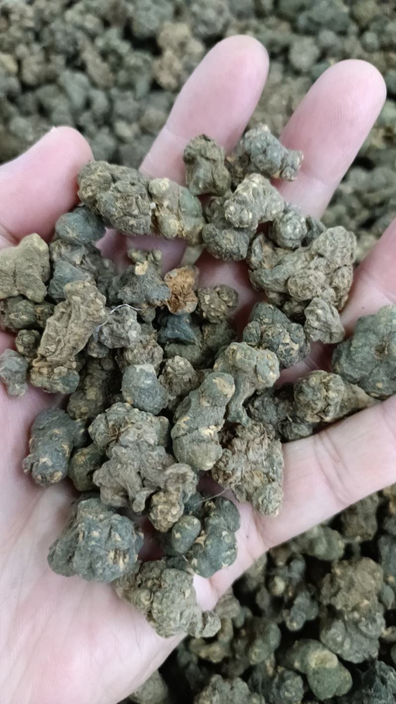 夏天无包邮水洗货伏地延胡索一粒金丹落水珠一手货源产地直发