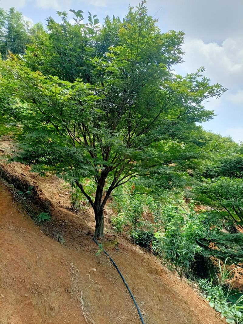 中国红枫容器苗大量供应……夏季种植成活率高……