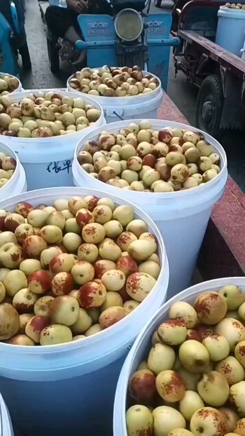 冬枣价格陕西渭南冬枣批发冬枣基地，冬枣批发