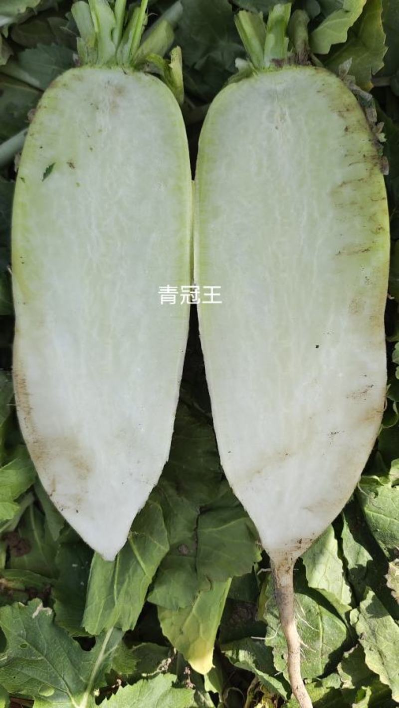 绿皮绿肉春秋两季高产萝卜种子，春秋两季露地种植可长期供货