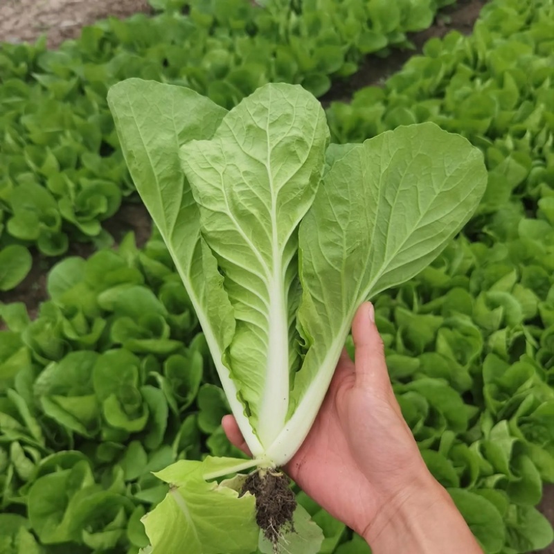 奶白菜小白菜毛白菜快菜精品大量上市全冷库发货