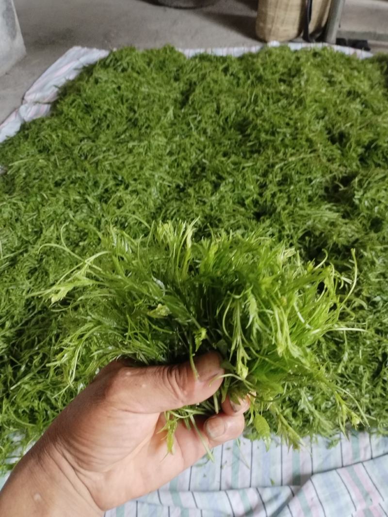 张家界特产藤之韵茅岩莓茶产地一手货源品质保证