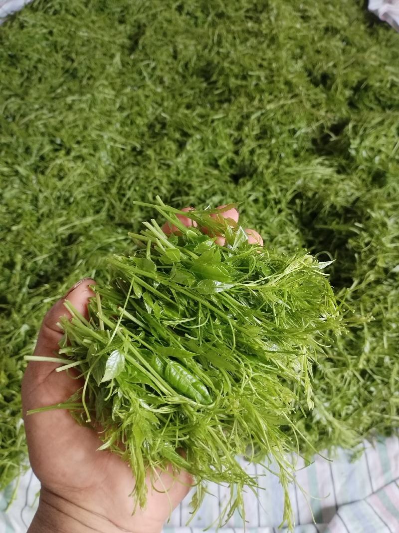 张家界特产藤之韵茅岩莓茶产地一手货源品质保证