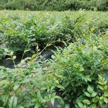 张家界特产藤之韵茅岩莓茶产地一手货源品质保证