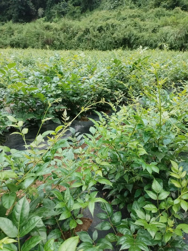 张家界特产藤之韵茅岩莓茶产地一手货源品质保证