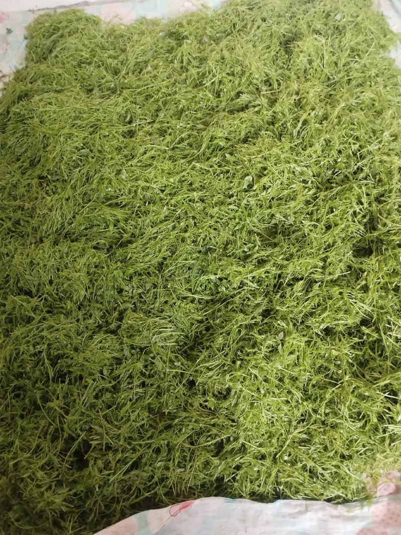 张家界特产藤之韵茅岩莓茶产地一手货源品质保证