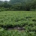 张家界特产藤之韵茅岩莓茶产地一手货源品质保证