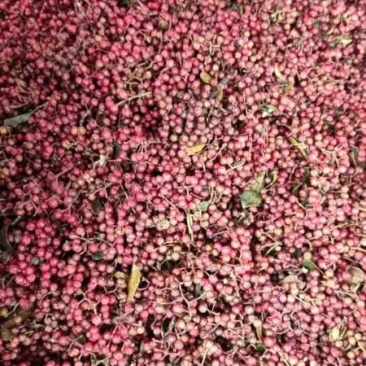 云南花椒鲜花椒全国在发可视频看货
