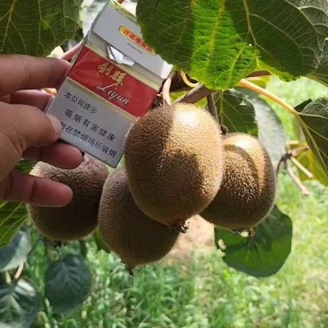 城固县秦美弥猴桃已成熟上市。个头大，颜色好，口感好价格低