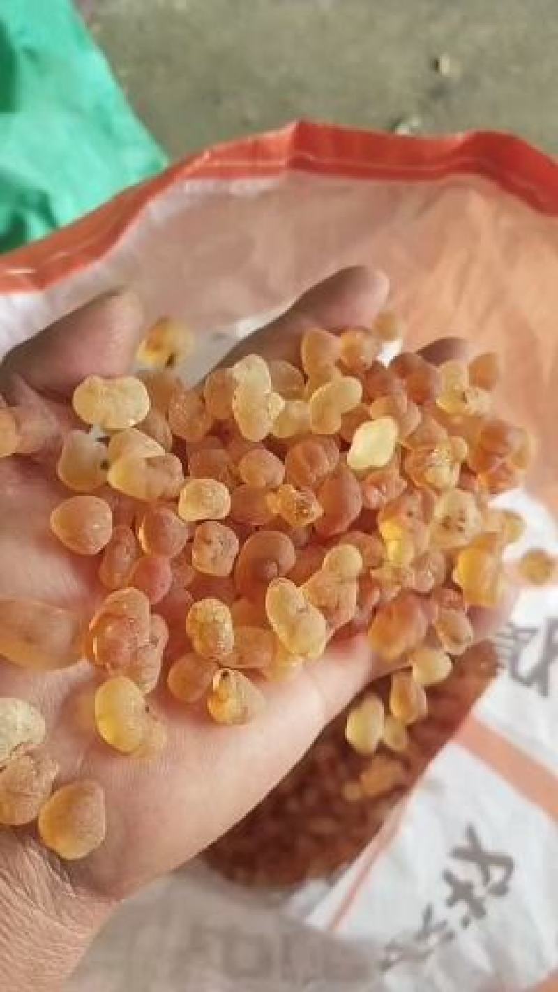 源头产地精选机磨珍珠桃胶无硫无糖无杂粒粒饱满