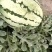 金花一号西瓜，陕西大西瓜，价格低，甜度高