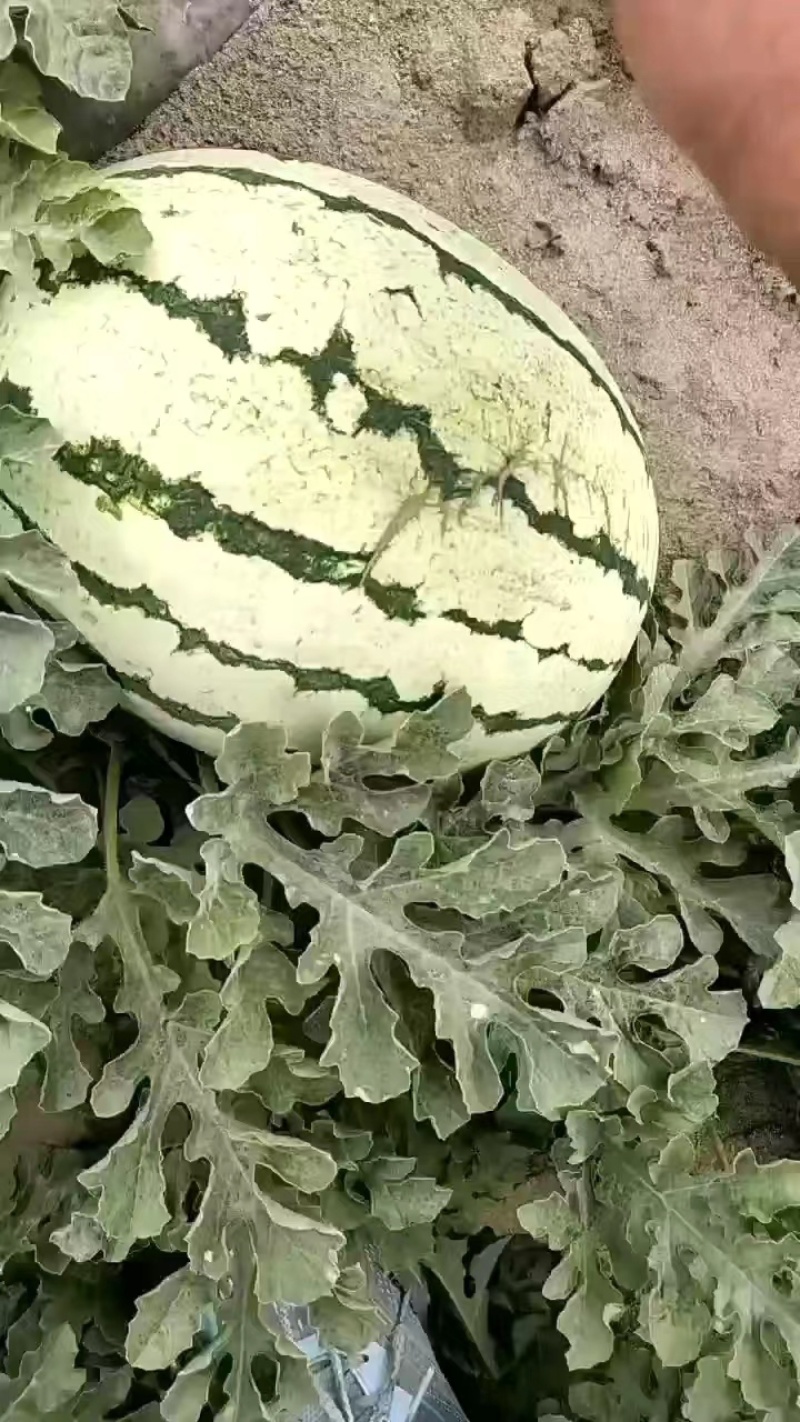 金花一号西瓜，陕西大西瓜，价格低，甜度高