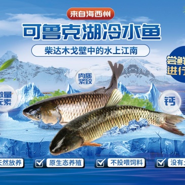 可鲁克湖冷水鱼