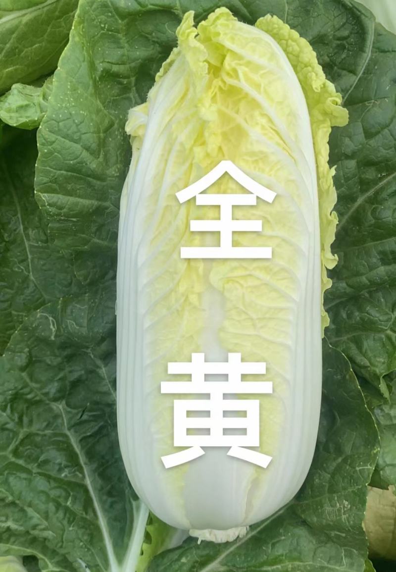 精品小颗型娃娃菜种子，口感鲜嫩抗抽苔强，种源充足长期供货