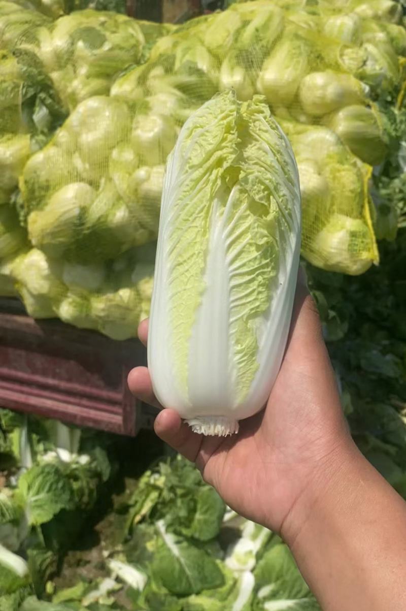 精品小颗型娃娃菜种子，口感鲜嫩抗抽苔强，种源充足长期供货