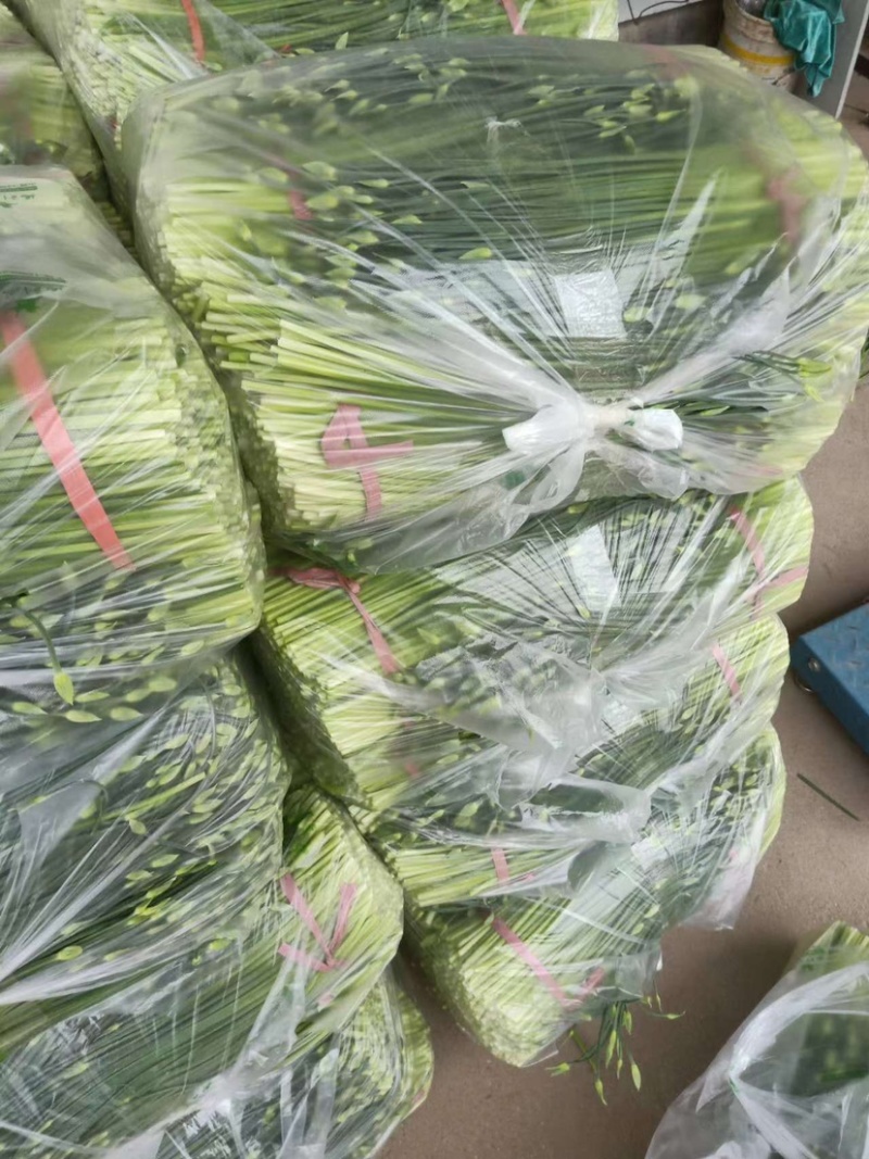 「大量上市」韭苔山东平度精品韭苔质好价优供应中电联